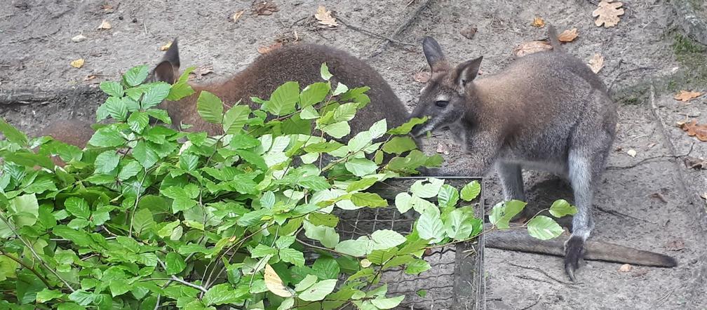 Nowi mieszkańcy w gdańskim zoo!