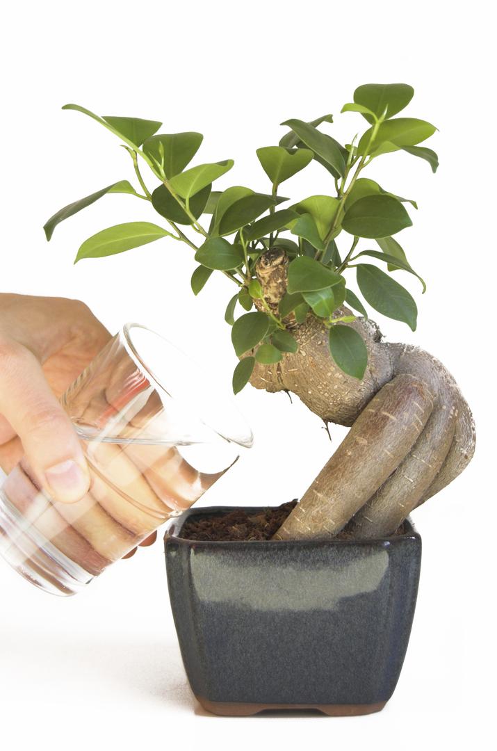 Drzewka bonsai gdzie ustawić w domu bonsai, podlewanie i nawożenie