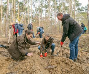 Nowe drzewka na Bielanach