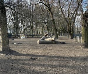 Psi park w Parku Staromiejskim w Łodzi