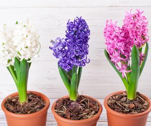 Hiacynty doniczkowe