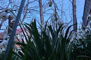 Oznaki wiosny na Podkarpaciu [GALERIA]