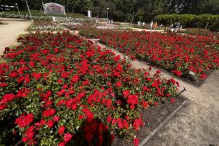 Ogród Różany w Szczecinie 