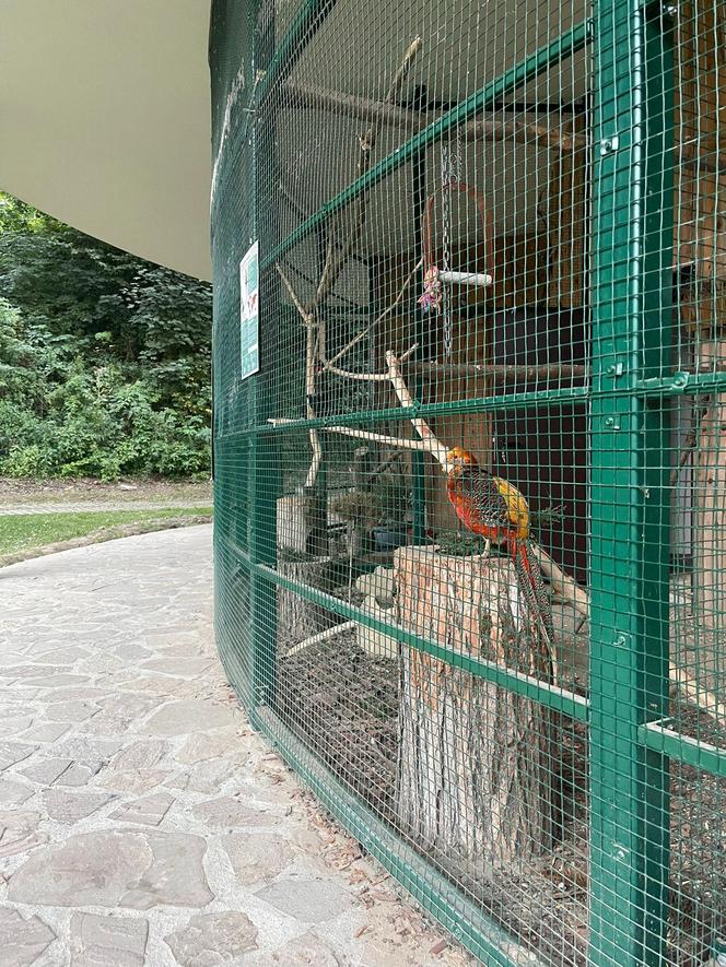 Muszyńskie ogrody zachwycają pięknem. Wyjątkowe miejsce na mapie Małopolski 