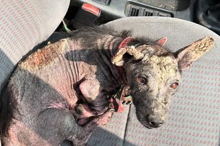 Studentka prawa nie pomogła psu