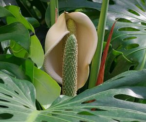 Monstera ma kwiaty? Tak, i są spektakularne!