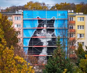 Na ul. Rugiańskiej powstaje mural z kotem Gackiem