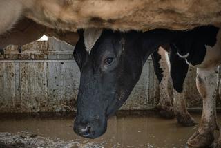 Krowy były przewożone w katastrofalnych warunkach 