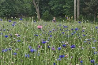 Chabrowa łąka na Podkarpaciu