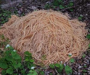 200 kilogramów ugotowanego spaghetti pośrodku lasu. Mieszkańcy okolic w szoku!