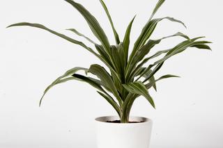 Dracena wonna