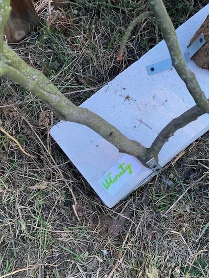 Muzeum Patyka w Toruniu