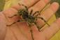 Tarantula ukraińska dotarła do Polski. To jeden z największych jadowitych pająków w Europie