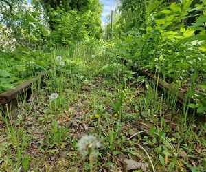 Torowisko tramwajowe na Babiej Wsi w Bydgoszczy zarośnięte chwastami. Tramwaje zniknęły stąd lata temu