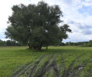 Tragedia w Dobczynie. Dwie nastolatki wisiały na jednej gałęzi