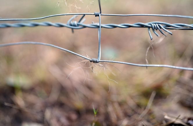 Podlaskie. Wataha wilków terroryzuje mieszkańców wioski. Zabijają zwierzęta, wchodzą na podwórko