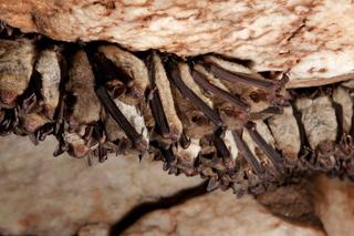 Dziesiątki tysięcy nietoperzy pod Międzyrzeczem! Naukowcy policzyli ssaki