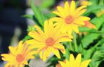 Rudbekia naga
