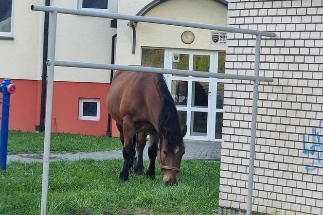 Koń skubał sobie trawę na jednym z bielskich osiedli 