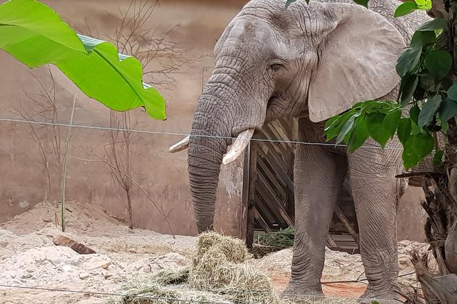 Zwierzaki w ZOO nie tęsknią za mroźną zimą