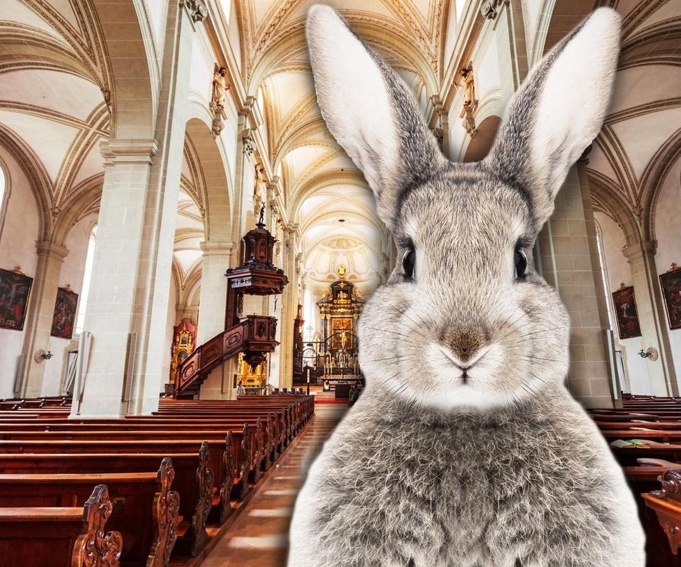 Skandal w kościele w Tarnobrzegu. Losowanie żywych królików podczas mszy 