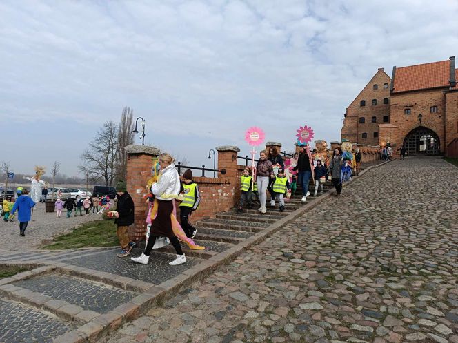 Przemarsz przedszkolaków z marzannami ulicami Grudziądza