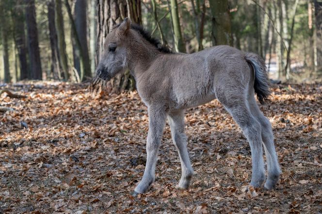 Pierwsze źrebięta konika polskiego w hodowli rezerwatowej RPN w 2025 r.