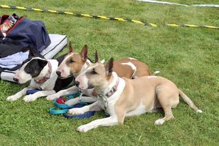 Psie piękności przyjechały do Kalisza 