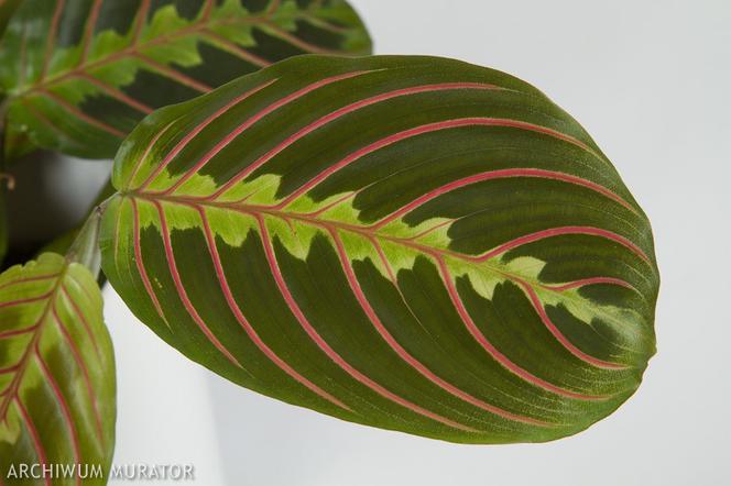 Maranta