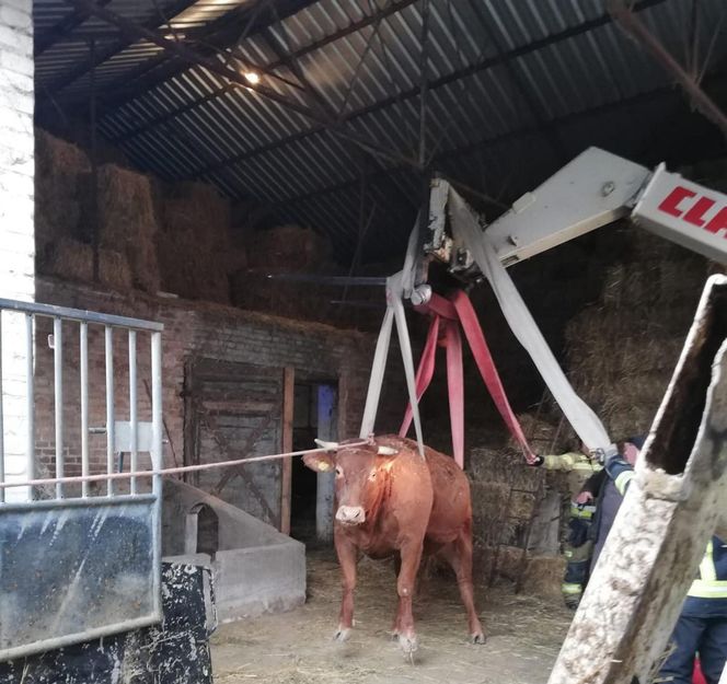 Krowa wpadła do silosa w Strzeszkowicach Dużych