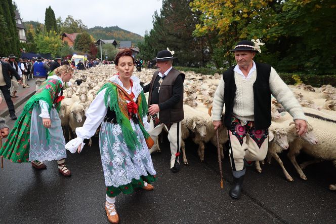 Owce opanowały Szczawnicę. Tak wyglądał redyk jesienny w małopolskim uzdrowisku