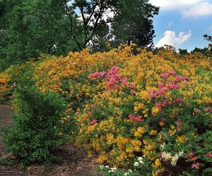 Ogród Botaniczny w Powsinie