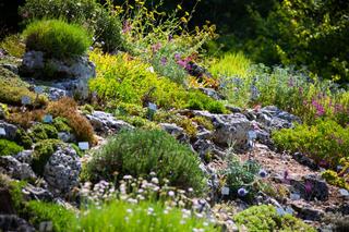 Alpinarium w ogrodzie - jak stworzyć skalny ogródek krok po kroku?