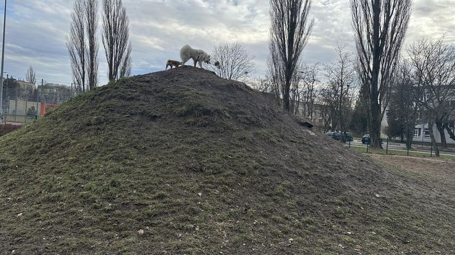 Psi park na ul. Żubardzkiej w Łodzi