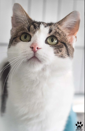 Kot do adopcji w zielonogórskim schronisku