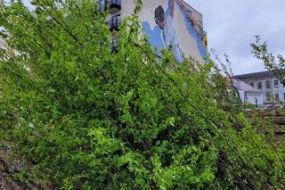 Kraków. Park im. Wisławy Szymborskiej przy ul. Karmelickiej nabiera kształtów