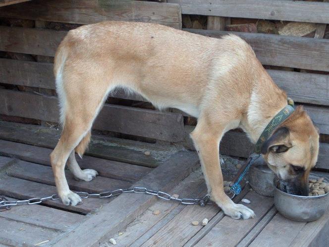 1 proc. podatku dla podopiecznych. Wspomóż Towarzystwo Opieki nad Zwierzętami