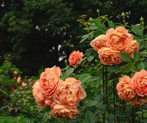 Róża herbaciana 'Lady of Shalott'