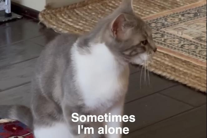 Lonely Cat