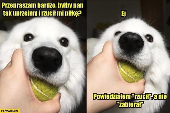 Chcesz poprawić sobie humor? Te memy ze zwierzętami rozbawią cię do łez!