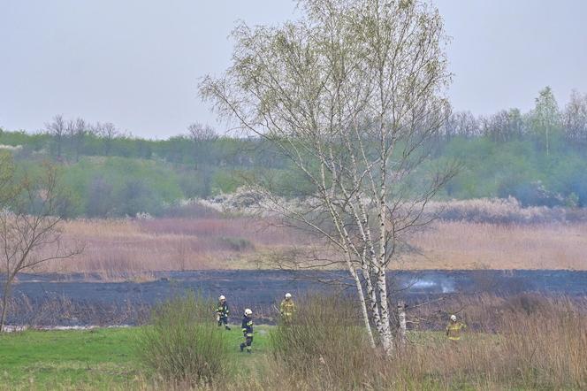 Pożar traw w krakowskiej dzielnicy Dębniki