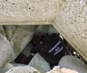 Pies uwieziony na falochronie.