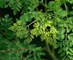 Na reumatyzm, kaszel i zaparcia. To egzotyczne drzewo działa stanowi remedium na wiele chorób 