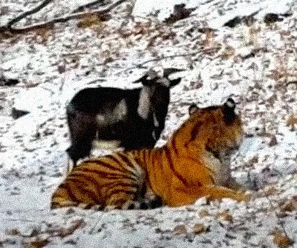 Tygrys w rosyjskim ZOO dostał kozę. Miał ją zjeść, ale się zaprzyjaźnili