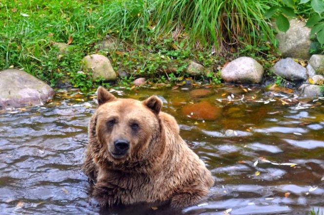 Niedźwiedź z białostockiego Akcentu ZOO [ZDJĘCIE DNIA]