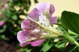 Zmieszaj z wodą i opryskaj rośliny zaatakowane przez mszyce. Szkodniki padną niemalżę od razu. Naturalny oprysk, dzięki któremu pozbędziesz się mszyc z ogrodu 