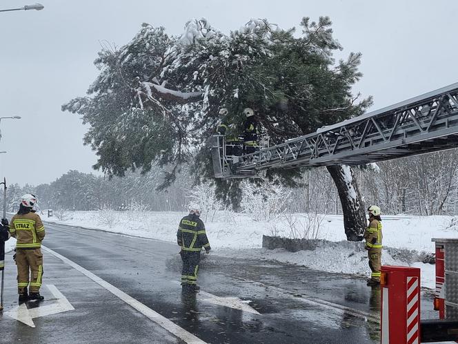 Pomnik przyrody przegrał z naturą. Słynna Sosna Falenicka złamała się pod zwałami śniegu