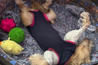 Odnaleziony psiak pod Nowogardem 6