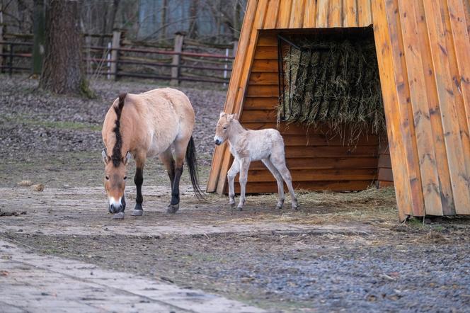 Klaczka konia Przewalskiego z matką Pimą w warszawskim ZOO