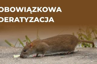 Poznań rozpoczyna walkę z szczurami. Uważajcie na swoje zwierzęta!